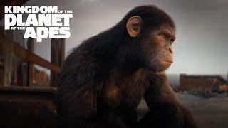 Bring Apes Home